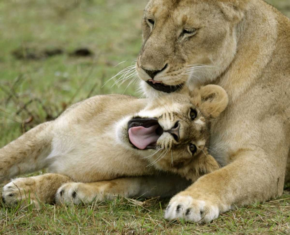 Kenya, Masai Mara, African lioness with cub